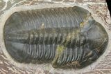 Plate With Five, Five Large Struveaspis Trilobites - Jorf, Morocco #174195-5
